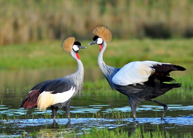 Grey Crowned Crane